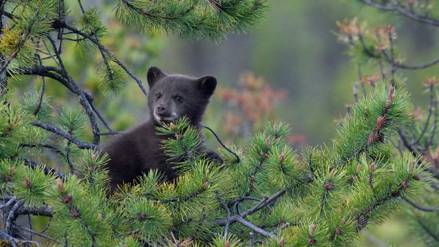 A Black Bear (Ursus americanus) cub in a pine tree, Jasper National Park, Alta.