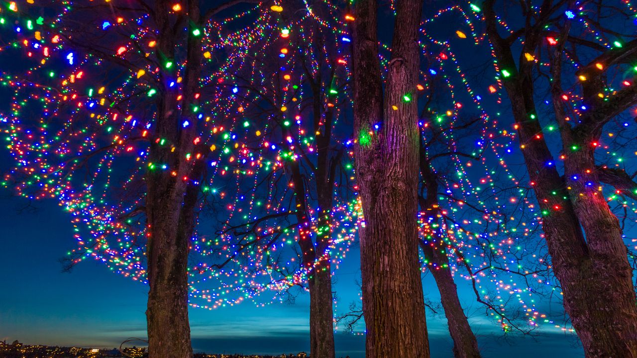 Christmas lights on trees at dusk, Vancouver, Canada