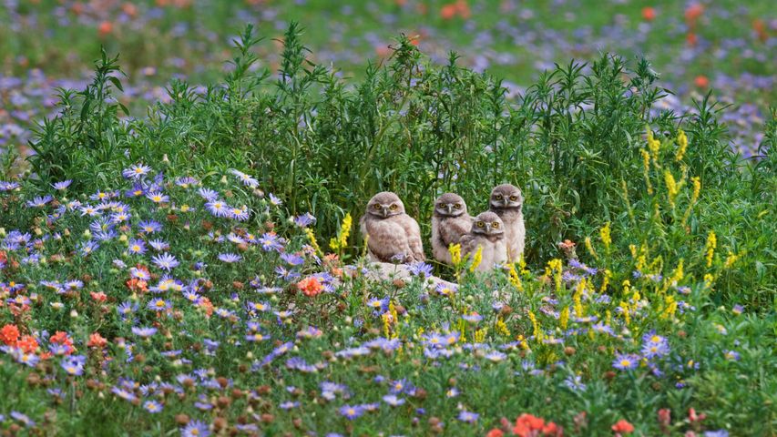 Burrowing owl chicks gaze out from among flowers near the Pawnee National Grassland in Colorado