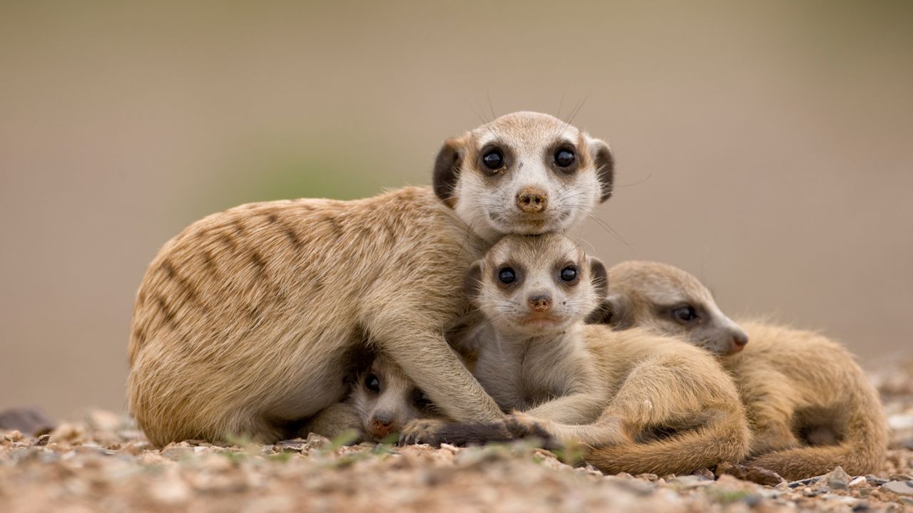 Not the mama?