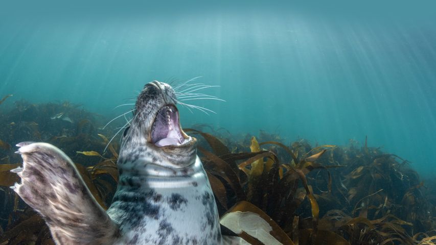 Gray seal pup, Lundy Island, England