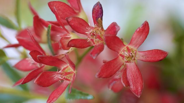 Macro shot of NSW Christmas bush