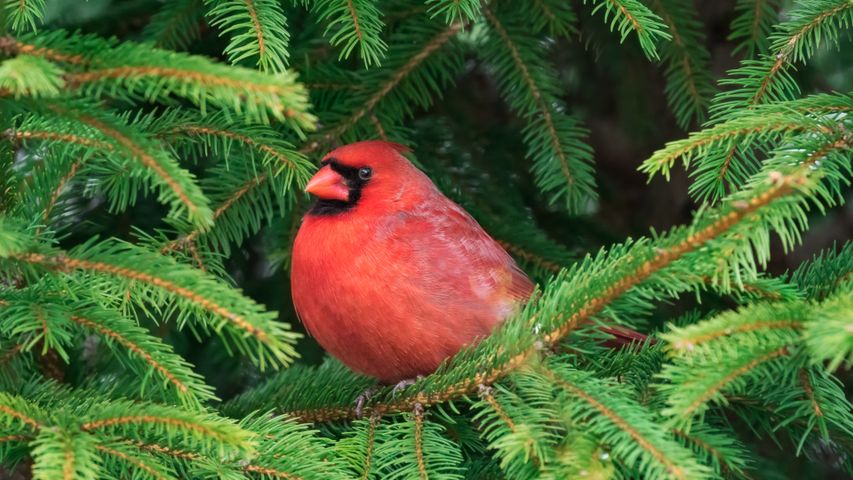 Little bird in the Big Apple