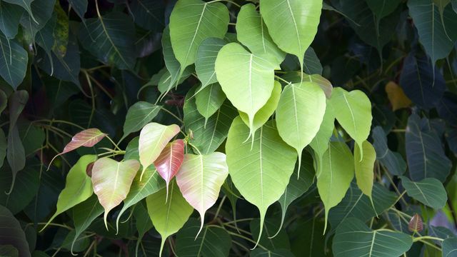 Bodhi Tree in Bodh Gaya, India