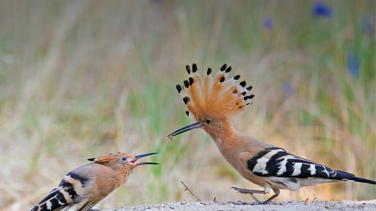 Wiedehopf füttert seine Jungen nach der Exkursion, Biosphärenreservat Mittelelbe, Sachsen-Anhalt