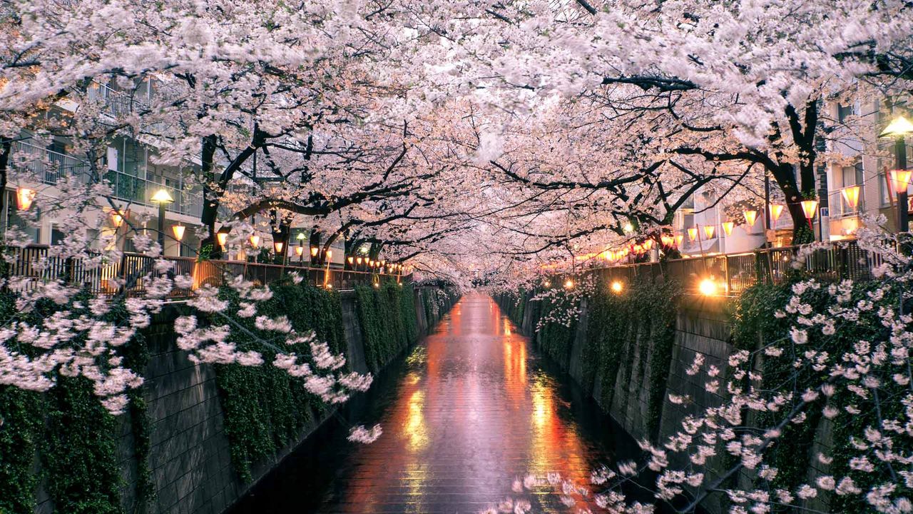 Cherry blossoms over the Meguro River, Tokyo, Japan