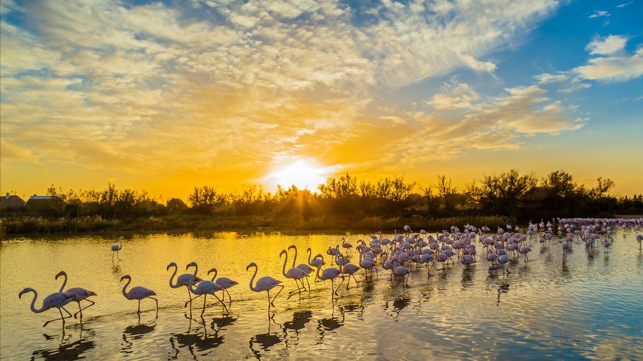 Greater flamingos at Pont de Gau Ornithological Park, Camargue, France