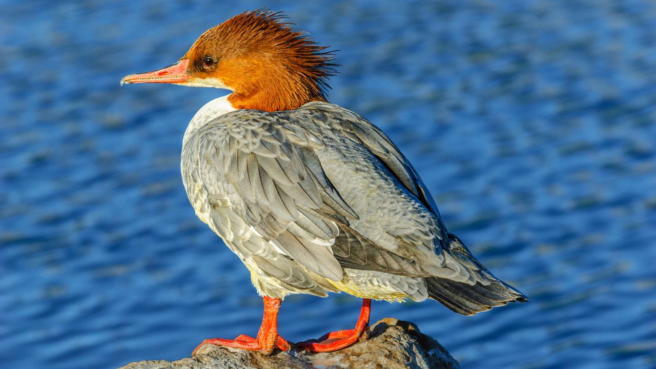 Common Merganser