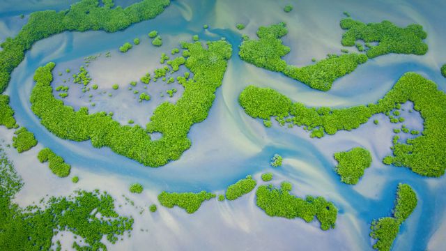 Mangrove forest, Saloum Delta National Park, Senegal