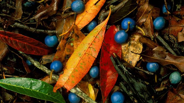 Blue quandongs and colourful leaves on subtropical rainforest floor, Currumbin Creek Valley
