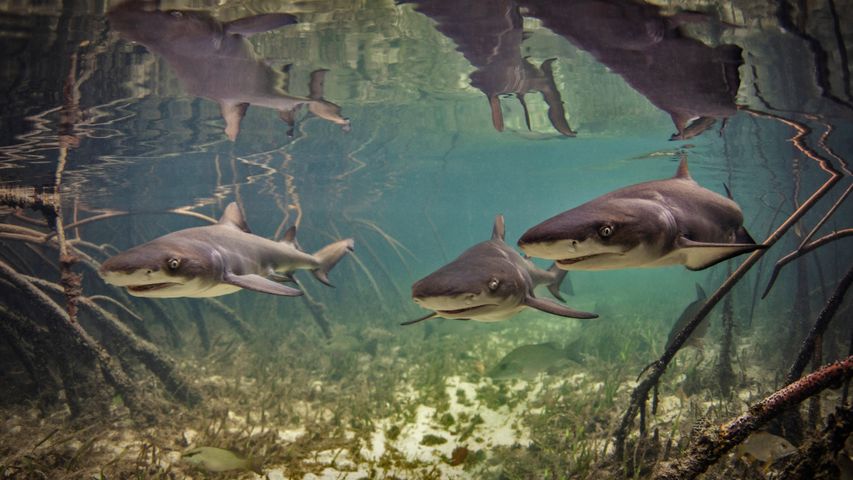 Baby lemon sharks swimming among mangroves near Alice Town, Bimini, Bahamas