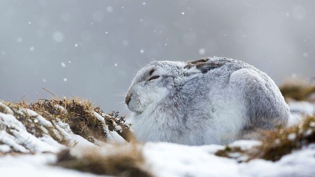 一只在暴风雪中蜷缩着的雪兔,英国苏格兰凯恩戈姆斯山脉