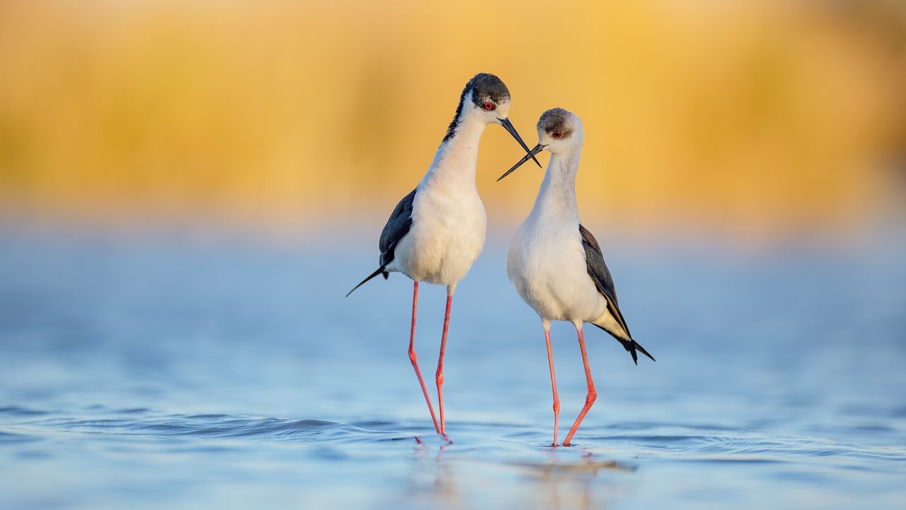 Black-winged Stilts criss-cross kiss, shallow water, golden hour