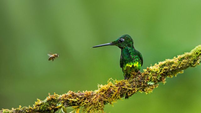 Empress brilliant hummingbird and a bee in Colombia