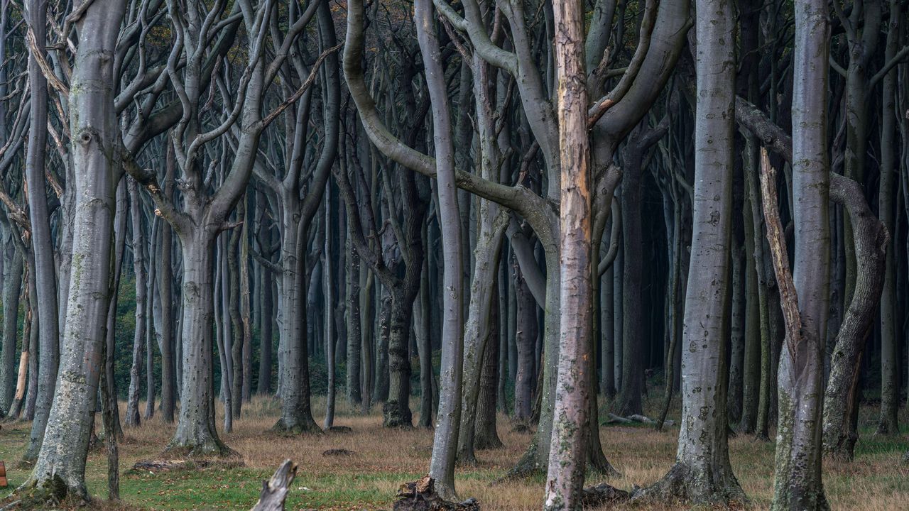 Floresta Fantasma, Nienhagen, Alemanha