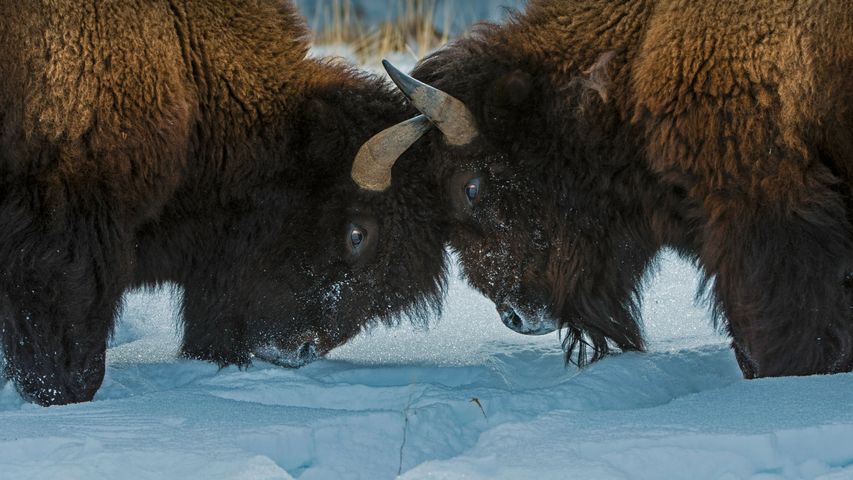 Bisons d’Amérique du Nord dans le parc national de Yellowstone, Wyoming, États-Unis