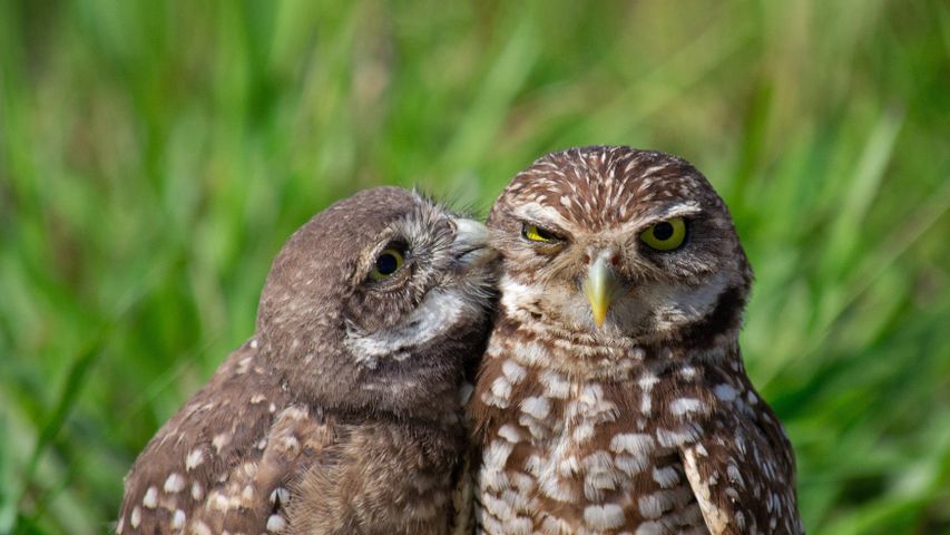A burrowing owl chick and adult, South Florida, USA
