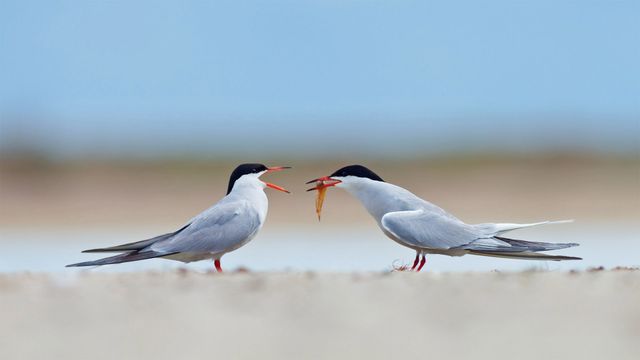 Common terns sharing a small fish
