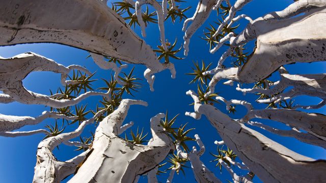 Plant life in Namibia