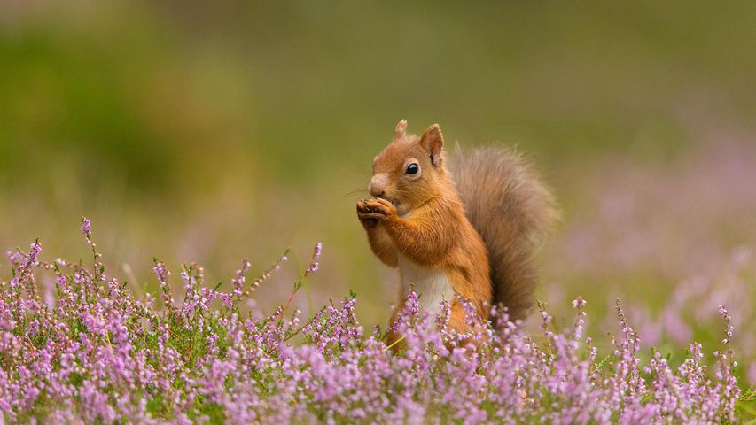 石楠花丛中的一只欧亚红松鼠，英格兰