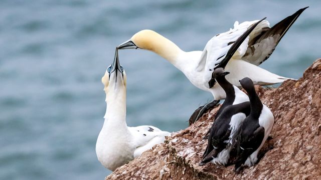 Smitten seabirds