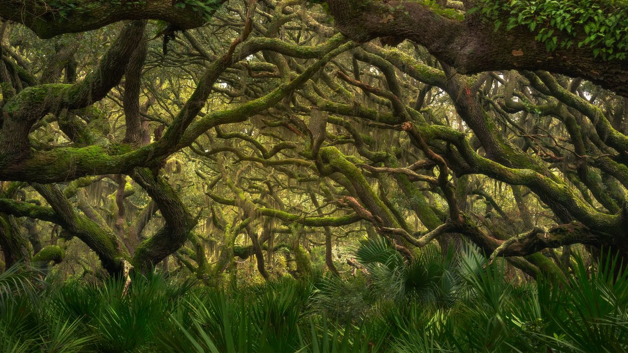 Maritime forest in Cumberland Island National Seashore, Georgia