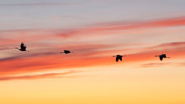 Grues cendrées en vol à l'aube, lac du Der, France