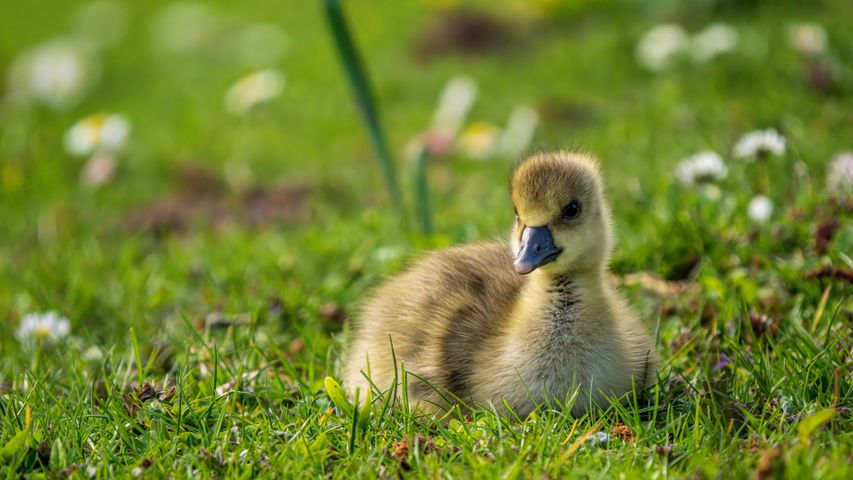 Gänseküken auf einer Wiese im Ahnepark, Vellmar, Hessen