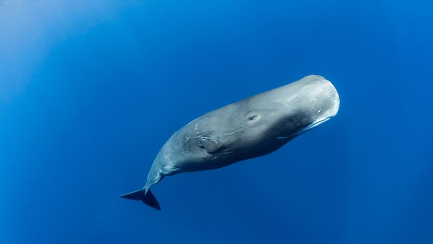 Sperm whale off the coast of Roseau, Dominica, in the Caribbean Sea