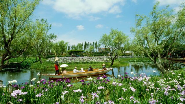 「水郷佐原あやめパーク」 千葉県香取市