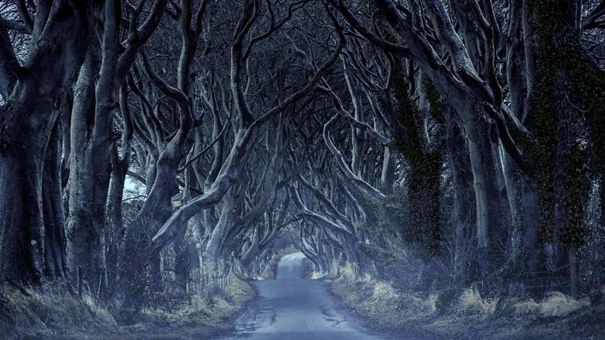 黑暗树篱，北爱尔兰安特里姆