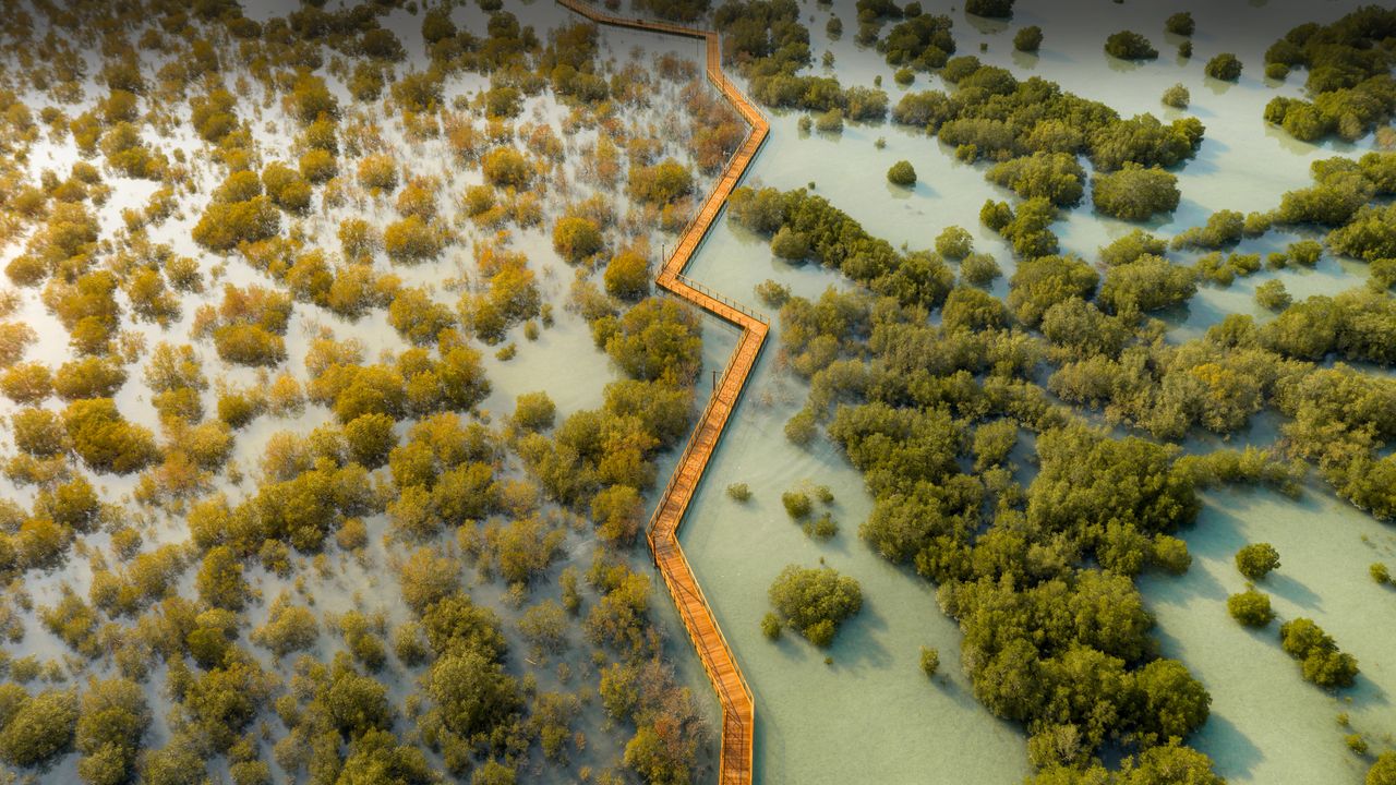 Jubail Mangrove Park in Abu Dhabi, United Arab Emirates