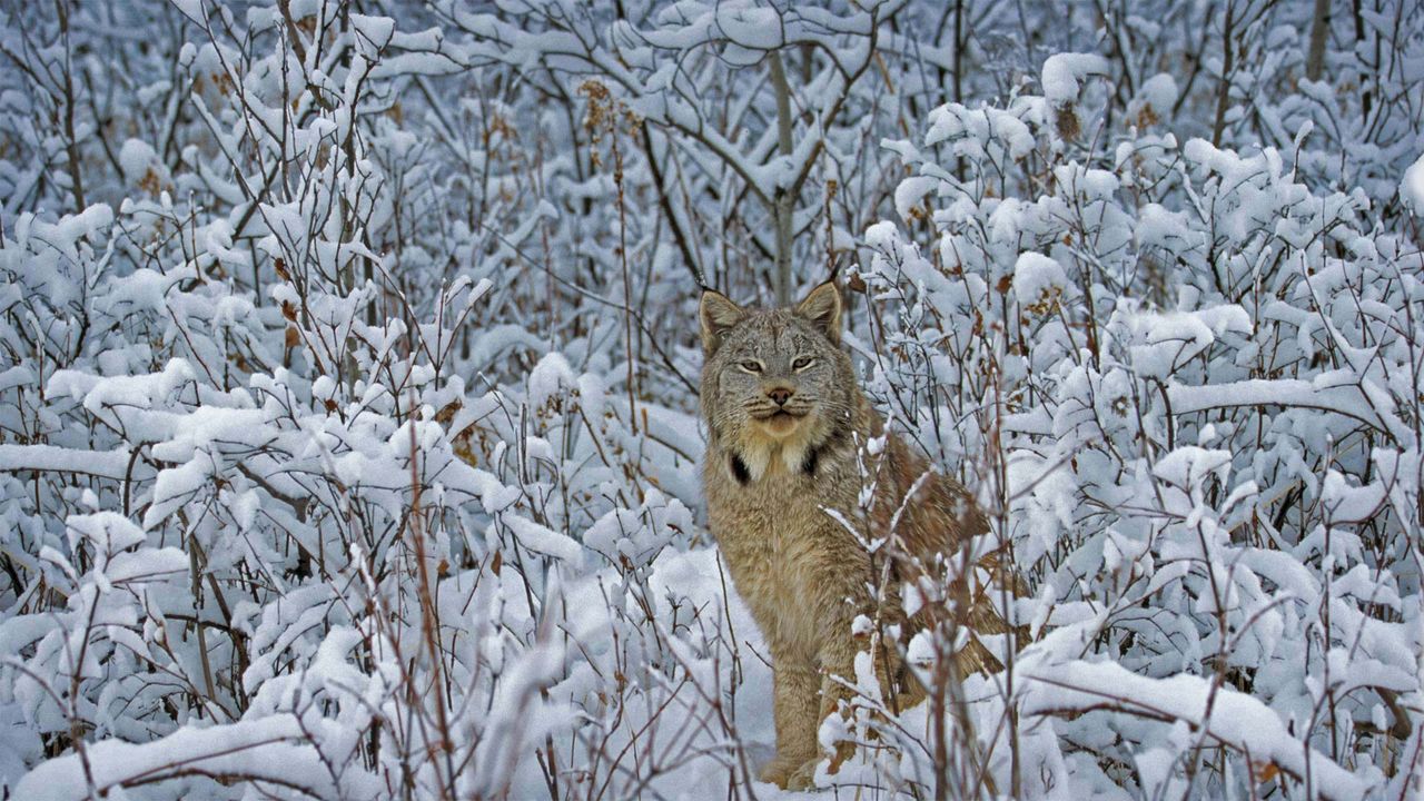 Lynx du Canada dans le Montana