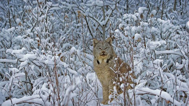 Kanadischer Luchs in Montana, USA