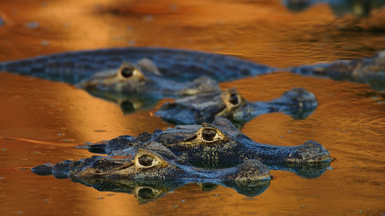 Jacaretinga, no Pantanal