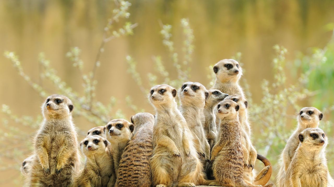 Meerkat family