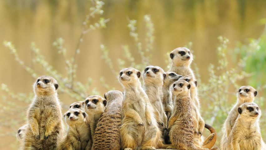 Meerkat family - Bing Gallery