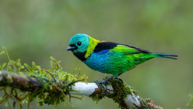 Saíra-sete-cores pousada em um galho em São Paulo