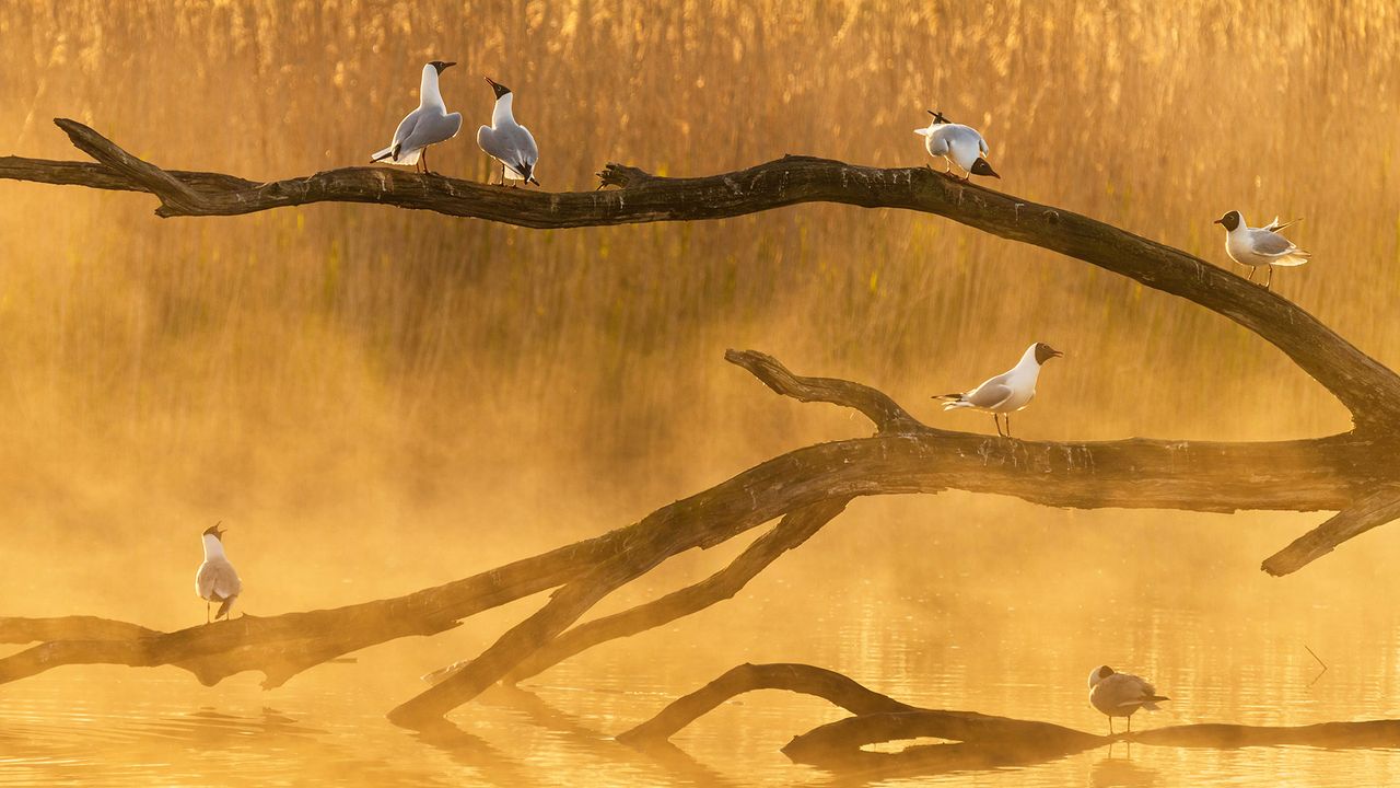 Mouettes dans la lumière de l’aube, Parc national régional de la Brenne, France