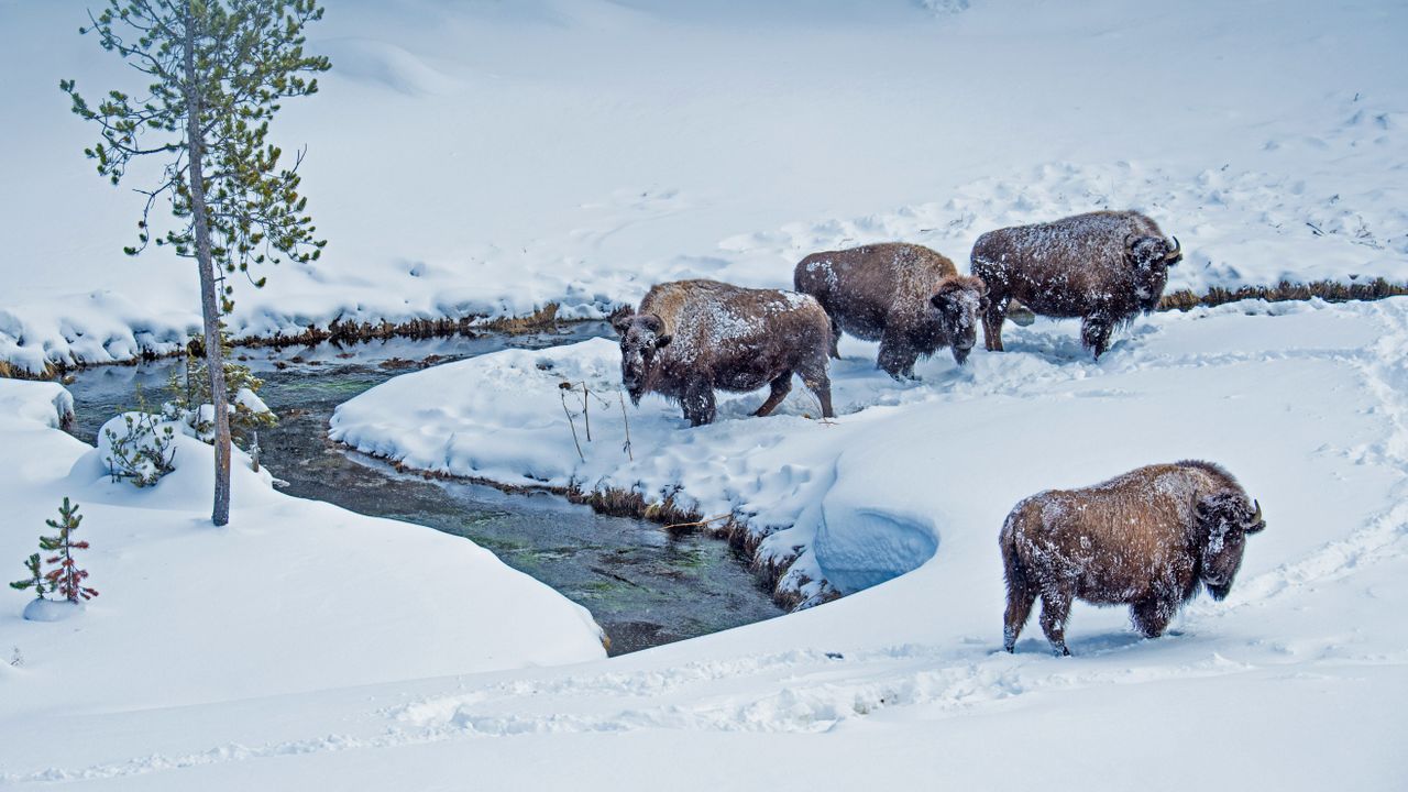 American bison in Yellowstone National Park, Wyoming