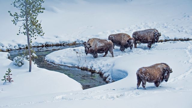 American bison in Yellowstone National Park, Wyoming