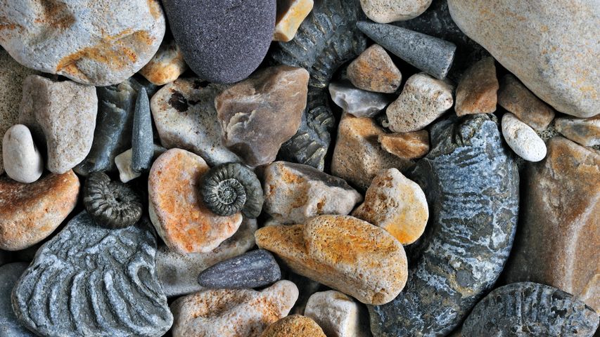 Fossils of belemnites and ammonites, Jurassic Coast, Dorset, United ...