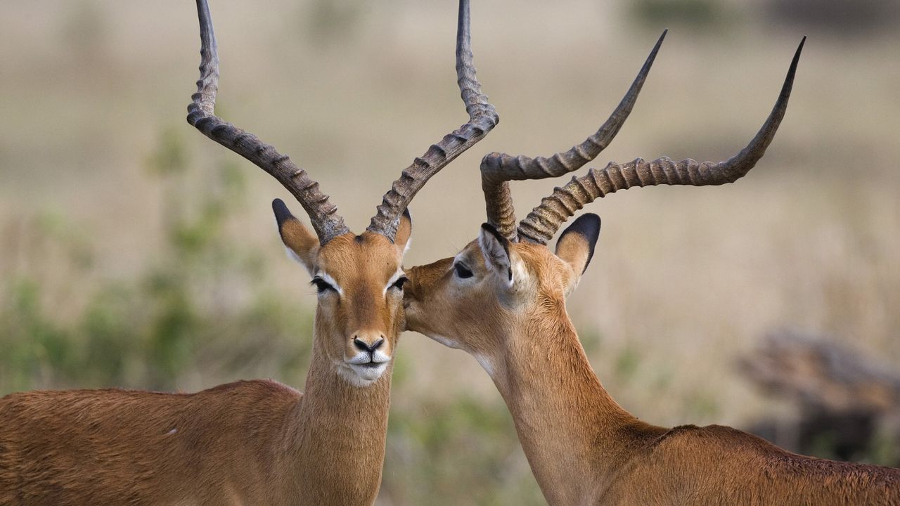 Deux impalas dans la réserve nationale du Masai Mara, Kenya