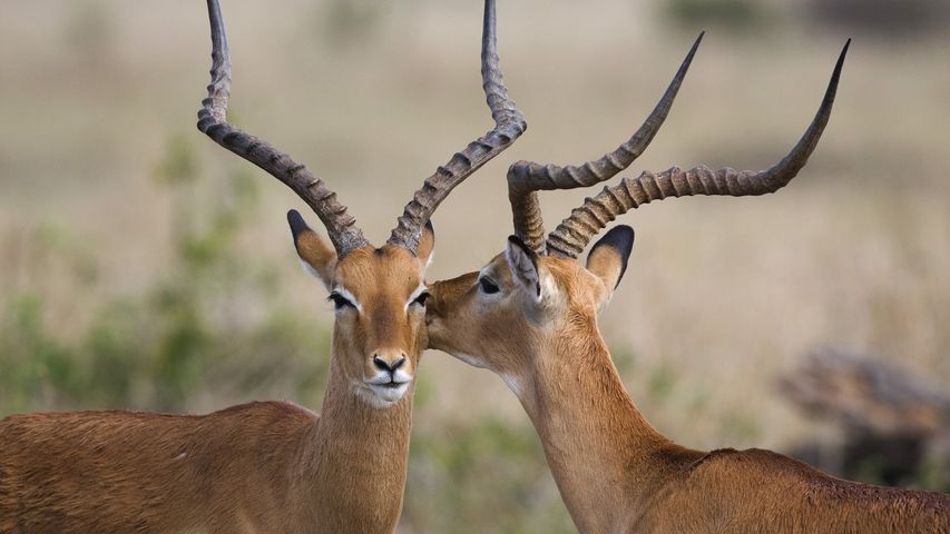 Deux impalas dans la réserve nationale du Masai Mara, Kenya