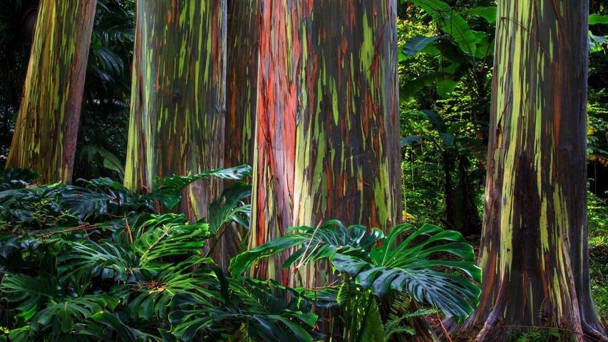 Rainbow eucalyptus trees along the Hana Highway, Maui, Hawaii