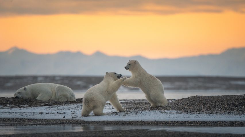 玩耍的北极熊幼崽，卡克托维克，阿拉斯加州，美国