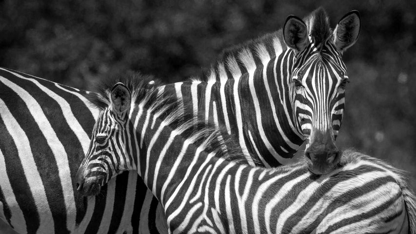 Unique streaks