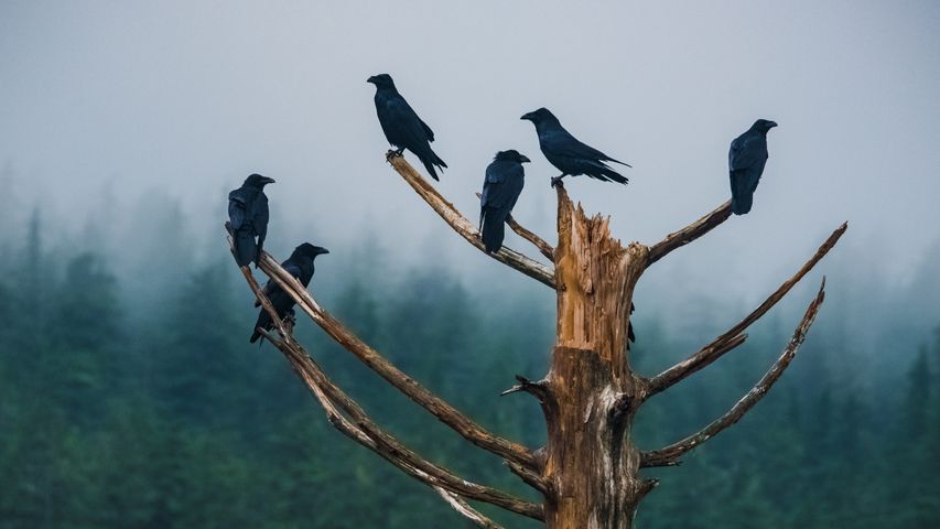 Ravens, Alaska, USA
