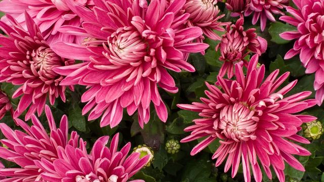 菊の花