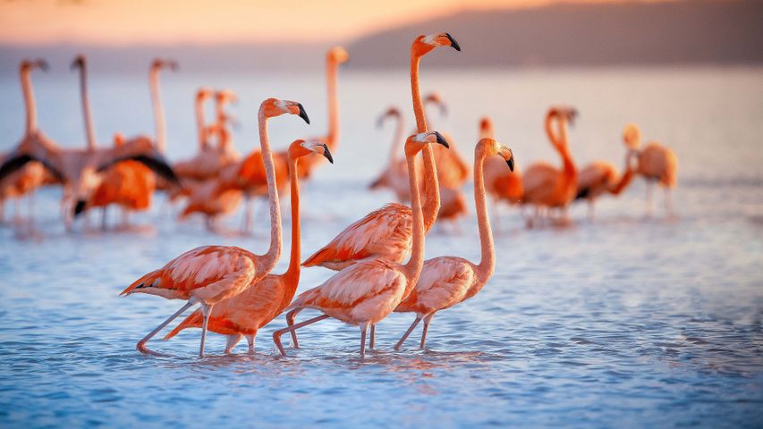 Pink patrol